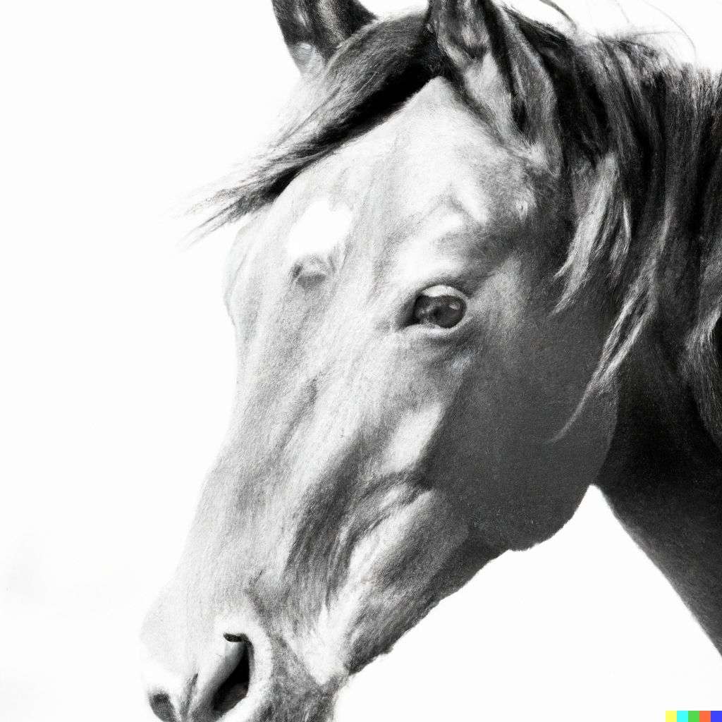 a horse, photograph, high-key lighting